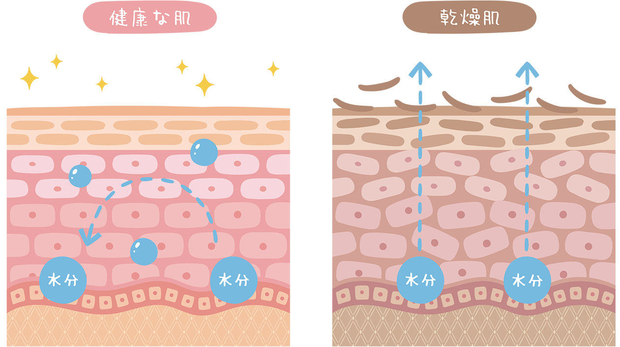肌構造図解